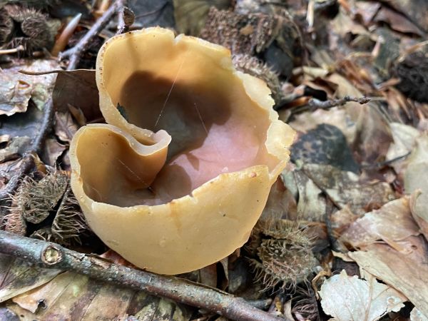 A - nie je v datab&aacute;ze