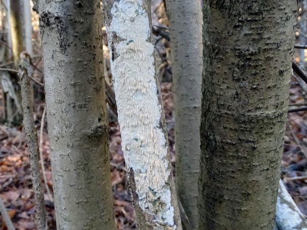 A - nie je v datab&aacute;ze