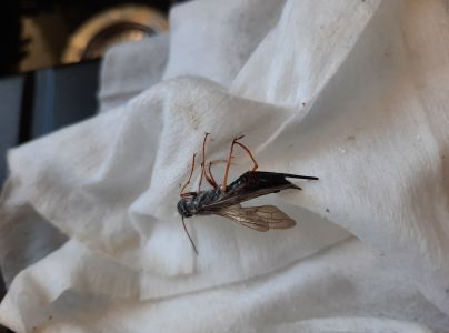 P&iacute;lovka smrekov&aacute;