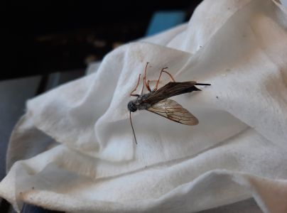 P&iacute;lovka smrekov&aacute;