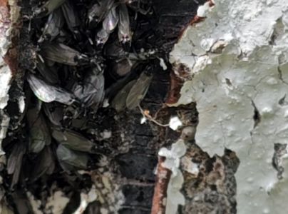 Mu&scaron;ica marcov&aacute;