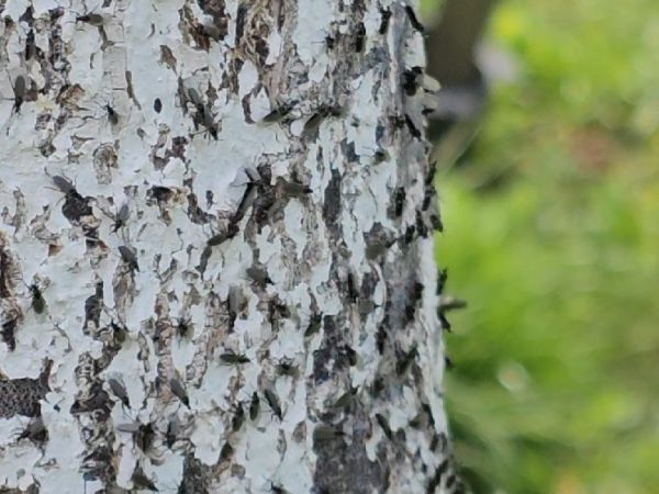 Mu&scaron;ica marcov&aacute;