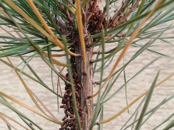 Ploskanka sadenicov&aacute;