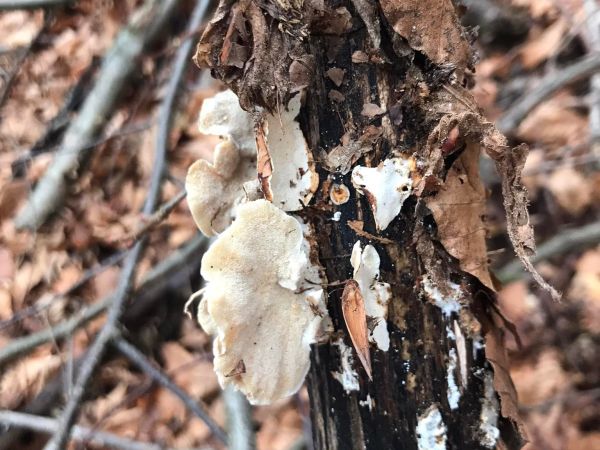 Tr&uacute;dnikovec pestr&yacute;