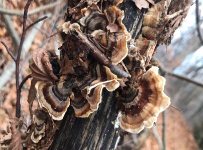 Tr&uacute;dnikovec pestr&yacute;