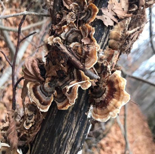  Róbert Víglašský