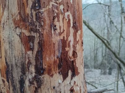 A - nejednoznačne určen&yacute;, nie sme si ist&iacute;