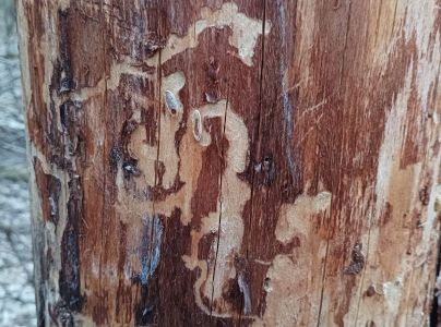 A - nejednoznačne určen&yacute;, nie sme si ist&iacute;