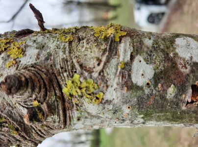 A - nejednoznačne určen&yacute;, nie sme si ist&iacute;