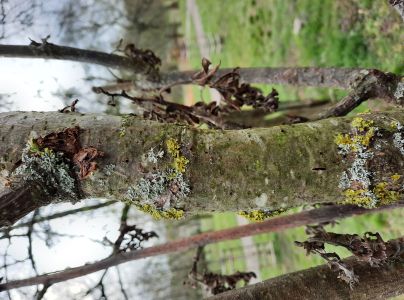 A - nejednoznačne určen&yacute;, nie sme si ist&iacute;