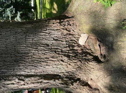 Ohňovec hrboľkat&yacute;