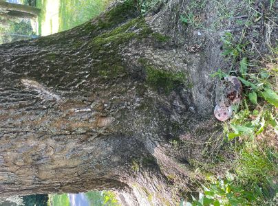 Ohňovec hrboľkat&yacute;