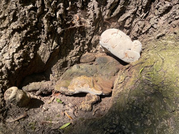 Ohňovec hrboľkat&yacute;