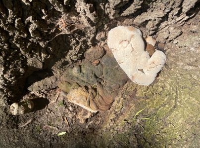 Ohňovec hrboľkat&yacute;