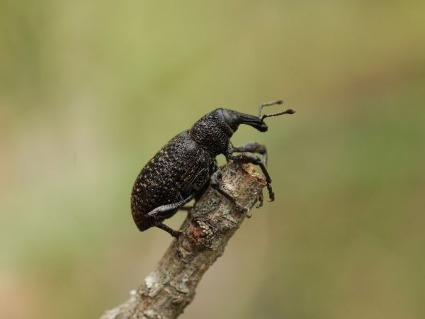 Tvrdoň smrekovcov&yacute;