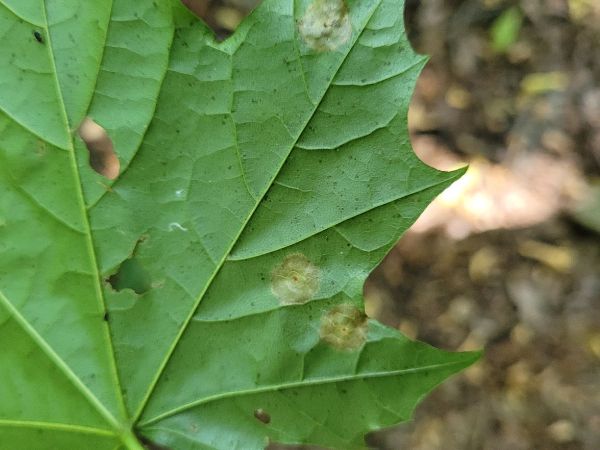 A - nejednoznačne určen&yacute;, nie sme si ist&iacute;