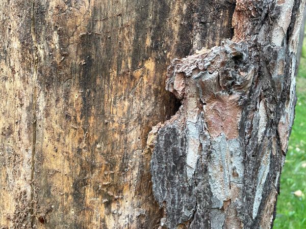 A - nejednoznačne určen&yacute;, nie sme si ist&iacute;