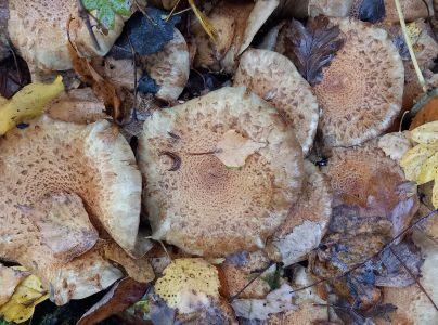 &Scaron;upinovka &scaron;upinat&aacute;