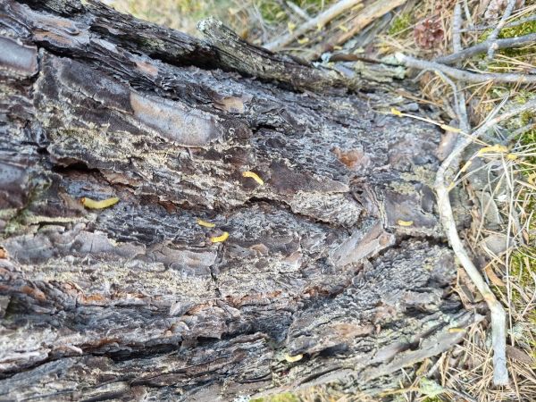 Hreben&aacute;rka borovicov&aacute; 