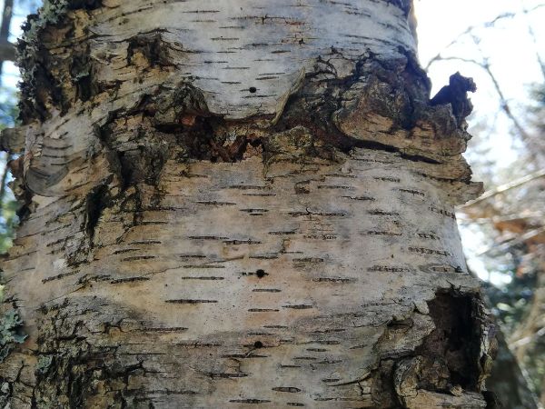 Podk&ocirc;rnik brezov&yacute;