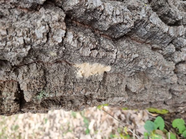 Mn&iacute;&scaron;ka veľkohlav&aacute;