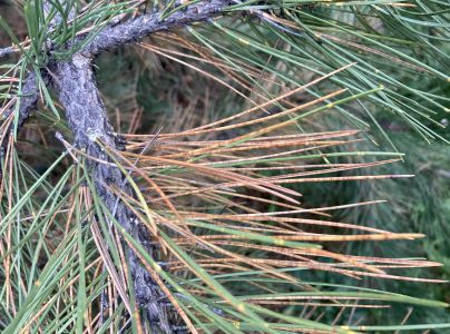 Sypavka borov&iacute;c hned&aacute;