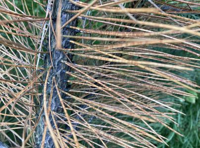 Sypavka borov&iacute;c hned&aacute;