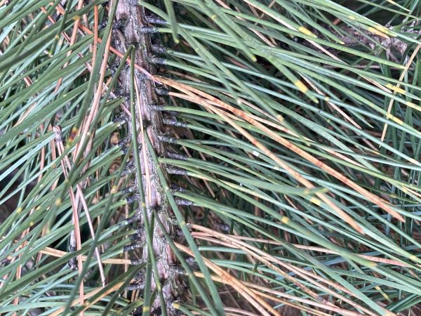 Sypavka borov&iacute;c hned&aacute;