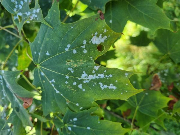 &Scaron;pir&aacute;lovka Tulasneova