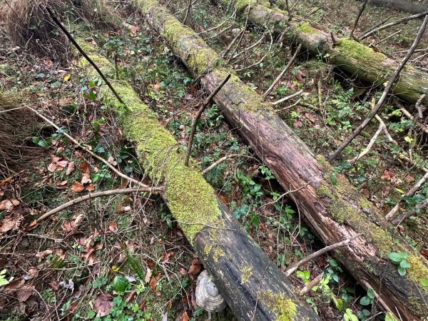 Pr&aacute;chnovček p&aacute;sikav&yacute; 