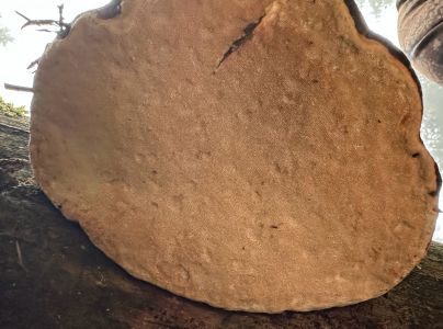 Pr&aacute;chnovček p&aacute;sikav&yacute; 