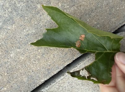 A - nejednoznačne určen&yacute;, nie sme si ist&iacute;