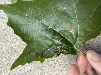 A - nejednoznačne určen&yacute;, nie sme si ist&iacute;