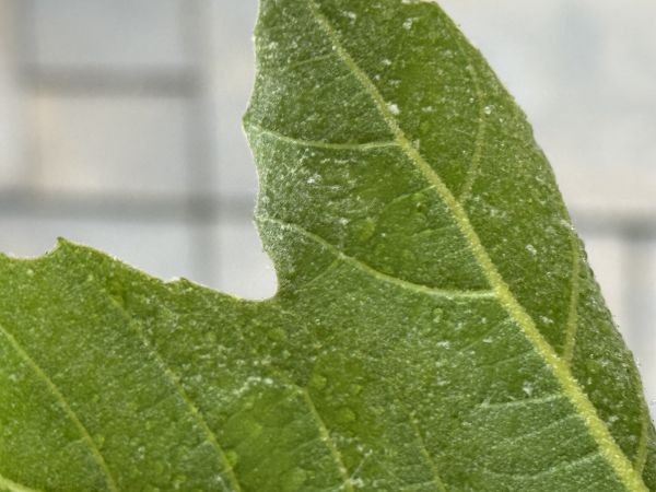 A - nejednoznačne určen&yacute;, nie sme si ist&iacute;