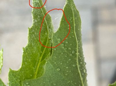 A - nejednoznačne určen&yacute;, nie sme si ist&iacute;