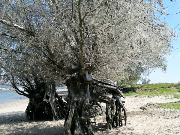 Priadzovec čremchov&yacute;