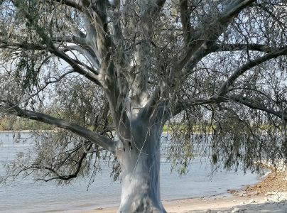 Priadzovec čremchov&yacute;