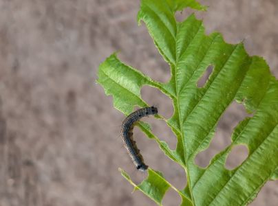 Priadkovec obr&uacute;čkav&yacute;
