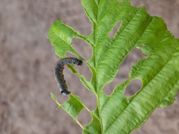 Priadkovec obr&uacute;čkav&yacute;