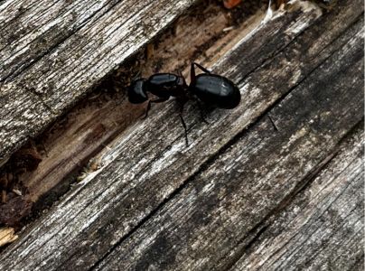 Mravce rodu Camponotus