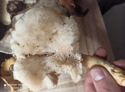 A - nie je v datab&aacute;ze