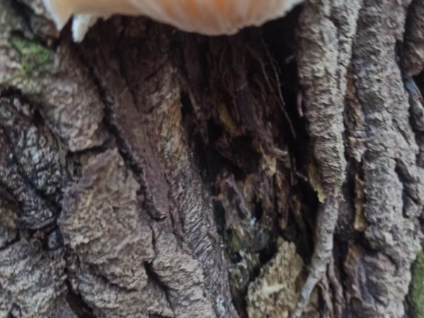 A - nie je v datab&aacute;ze