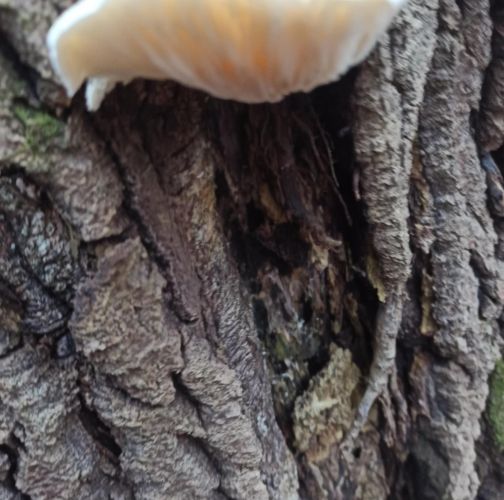  Dávid Kollár-S421000526752Z