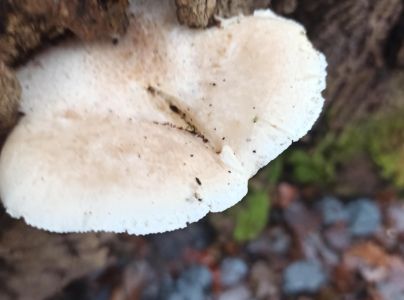 A - nie je v datab&aacute;ze