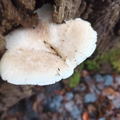  Dávid Kollár-S421000526752Z