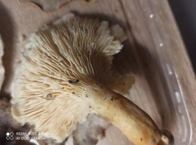 A - nie je v datab&aacute;ze