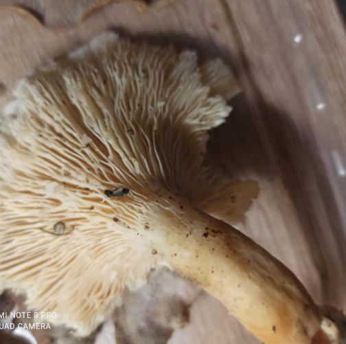  Dávid Kollár-S421000526752Z