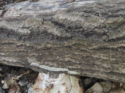 Pr&aacute;chnovec kopytovit&yacute;