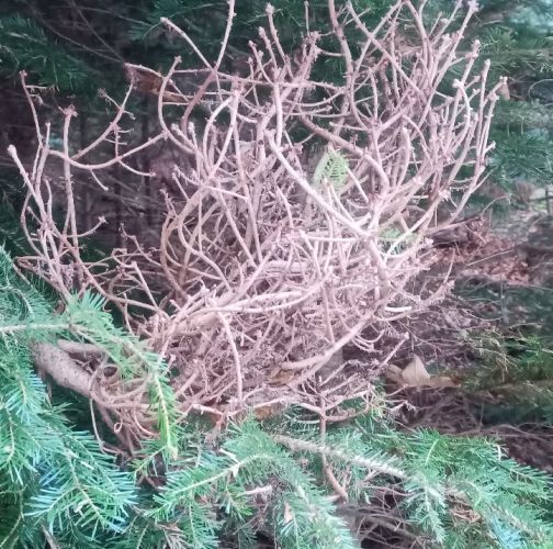 Slavomír Nábočík