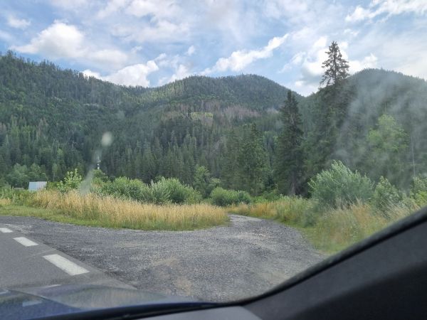 Lykožr&uacute;t smrekov&yacute;